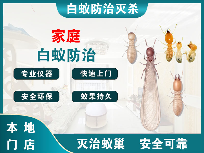 椒江区家庭白蚁防治